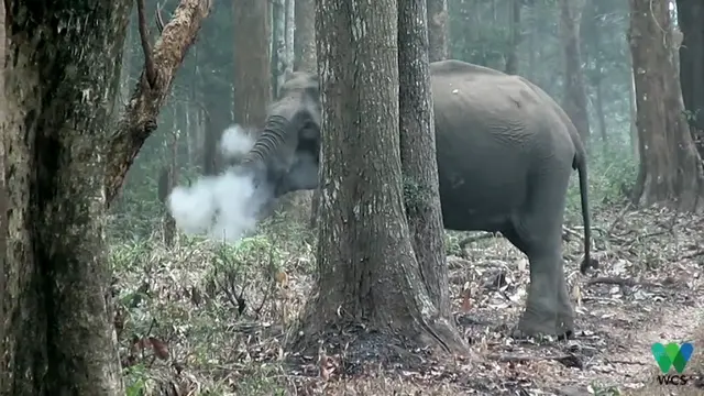 Gajah betina di India tampak seperti merokok arang kayu (screengrab/Wildlife Conservation Society)