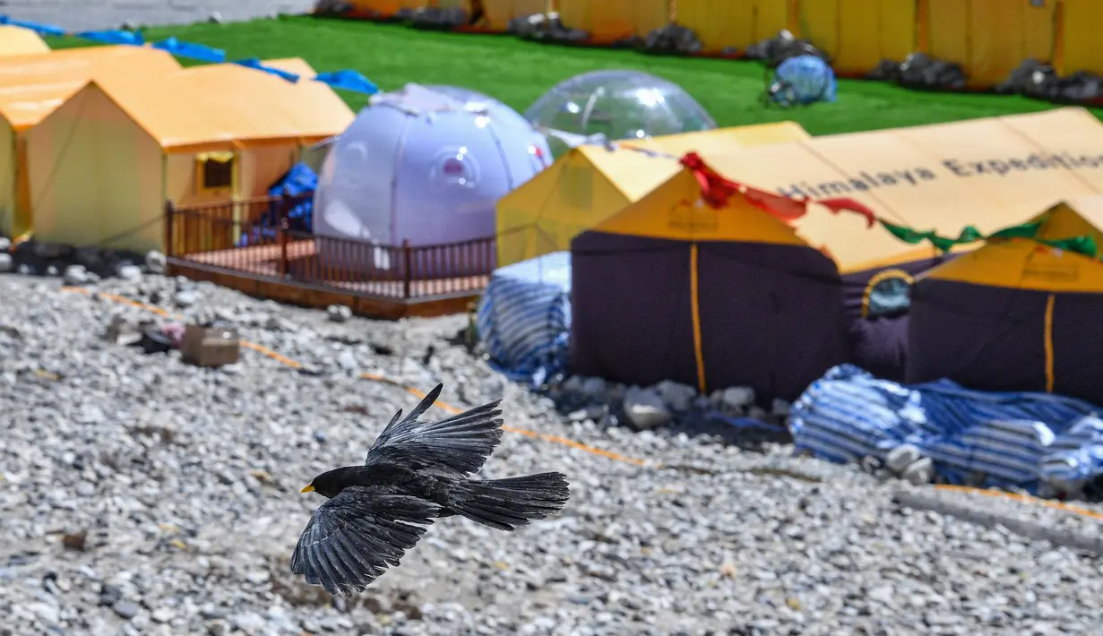 Seekor burung alpine chough (pyrrhocorax graculus) terbang di dekat area perkemahan Gunung Qomolangma, Daerah Otonom Tibet, China barat daya, pada 19 April 2020. (Xinhua/Sun Fei)