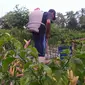 Petani cabai rawit di Provinsi Gorontalo harus menyiram satu persatu pohon cabai (Arfandi Ibrahim/Liputan6.com)