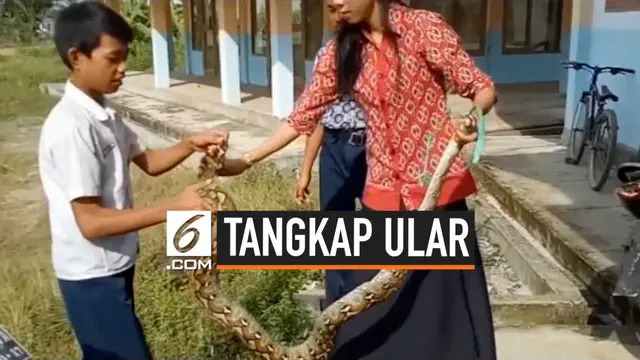 Seorang guru perempuan di Mamuju Sulawesi barat nekat menangkap ular piton yang masuk ke sekolah. Ia mengaku spontan lakukan aksinya agar ular tidak ganggu murid-muridnya.