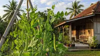 7 Cara Menanam Kacang Polong di Rumah dengan Rambatan Sederhana, Begini Langkah Budidaya di Lahan Terbatas