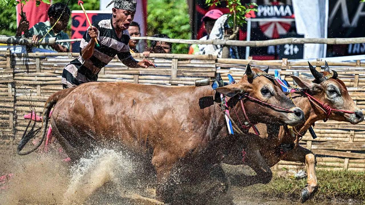 FOTO: Festival Sapeh Brujul  Tampilkan Karapan Sapi di Sawah Berlumpur