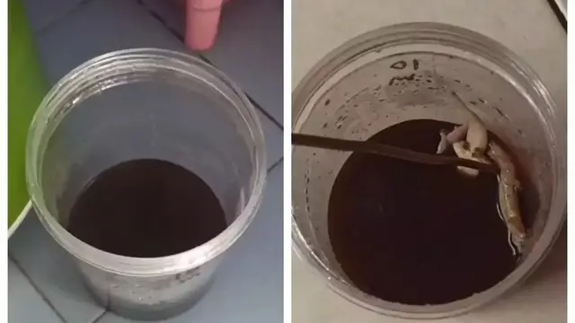 Ilustrasi Kopi Perangkap Cicak