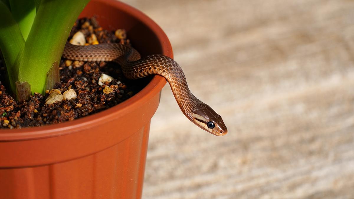 Anakan Ular Masuk ke Dalam Pot Tanaman? Ini Cara Aman Mengatasinya