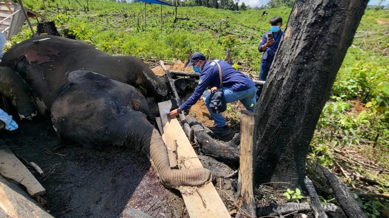 Induk dan Anakan Gajah Ditemukan Mati di Hutan Produksi Bengkulu, Polisi Selidiki