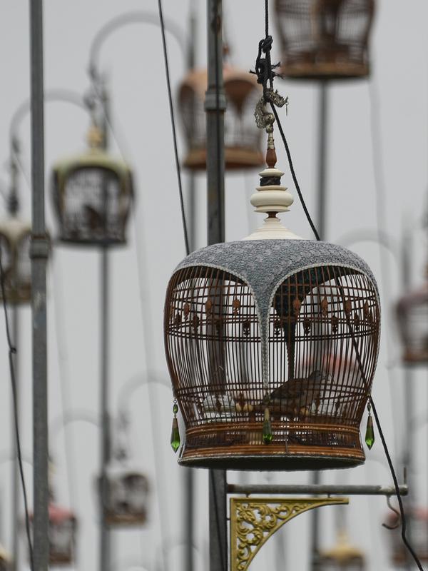 Burung dalam kandang saat mengikuti kontes burung berkicau di Provinsi Narathiwat di Thailand selatan (22/9/2019). Lebih dari 1.800 burung dari Thailand, Malaysia, dan Singapura mengambil bagian dalam kontes tahunan. (AFP Photo/Madaree Tohlala)