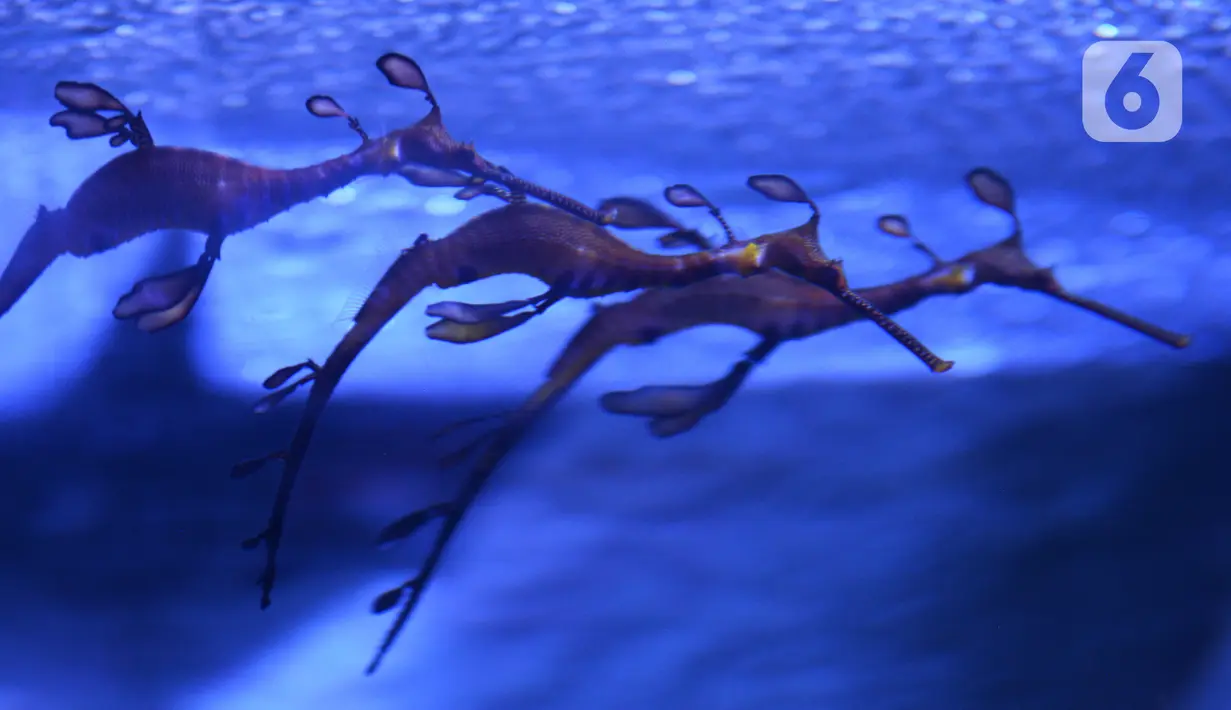 Naga laut (Sea Dragons) saat ditampilkan di Jakarta Aquarium dan Safari, Jakarta, Rabu (27/1/2021). Sea Dragons merupakan hewan endemik yang terancam punah, hewan ini berasal dari perairan Australia. (merdeka.com/Imam Buhori)
