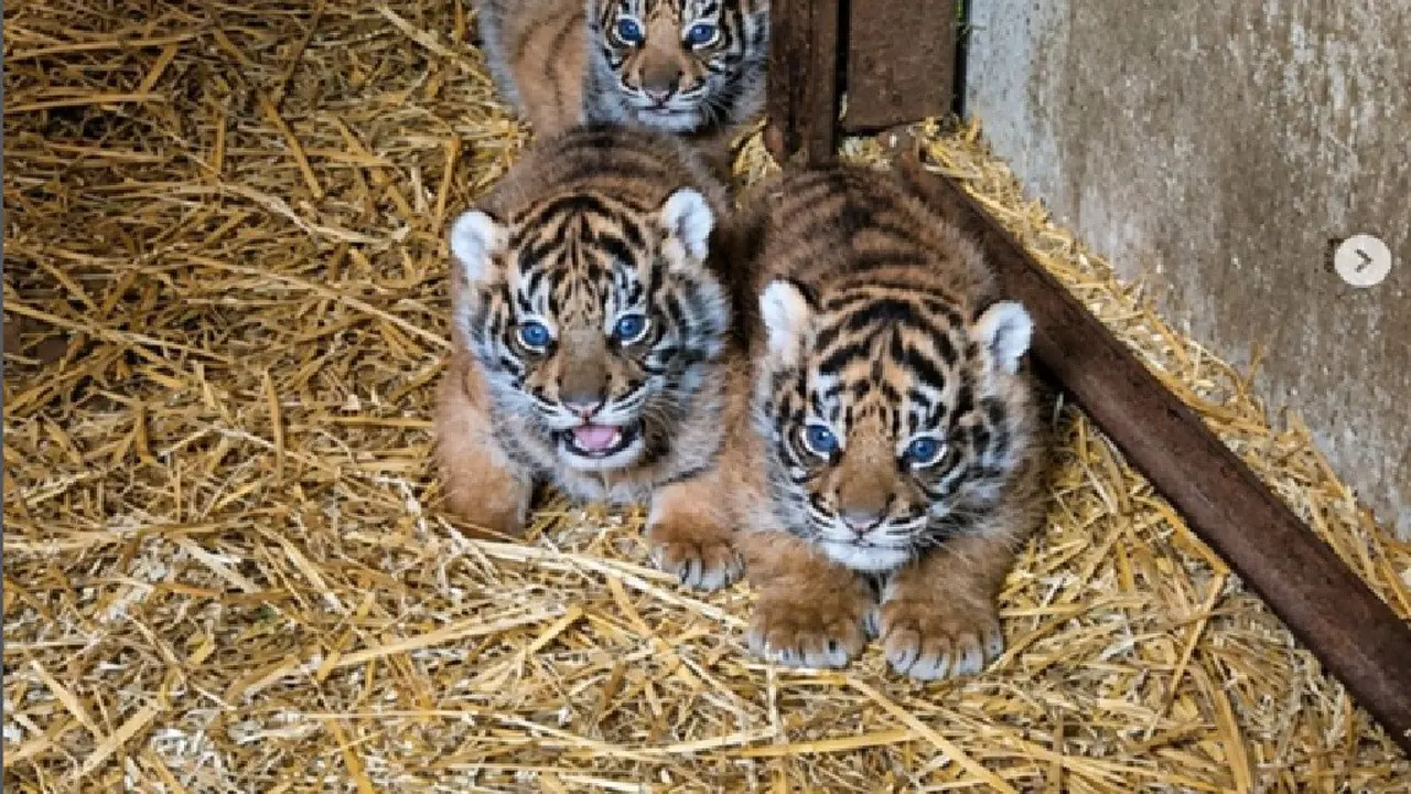 Hore, 4 Bayi Harimau Sumatera Lahir Perdana di Taman Satwa di Inggris