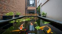 Inspirasi Kolam Ikan Koi Lahan Sempit