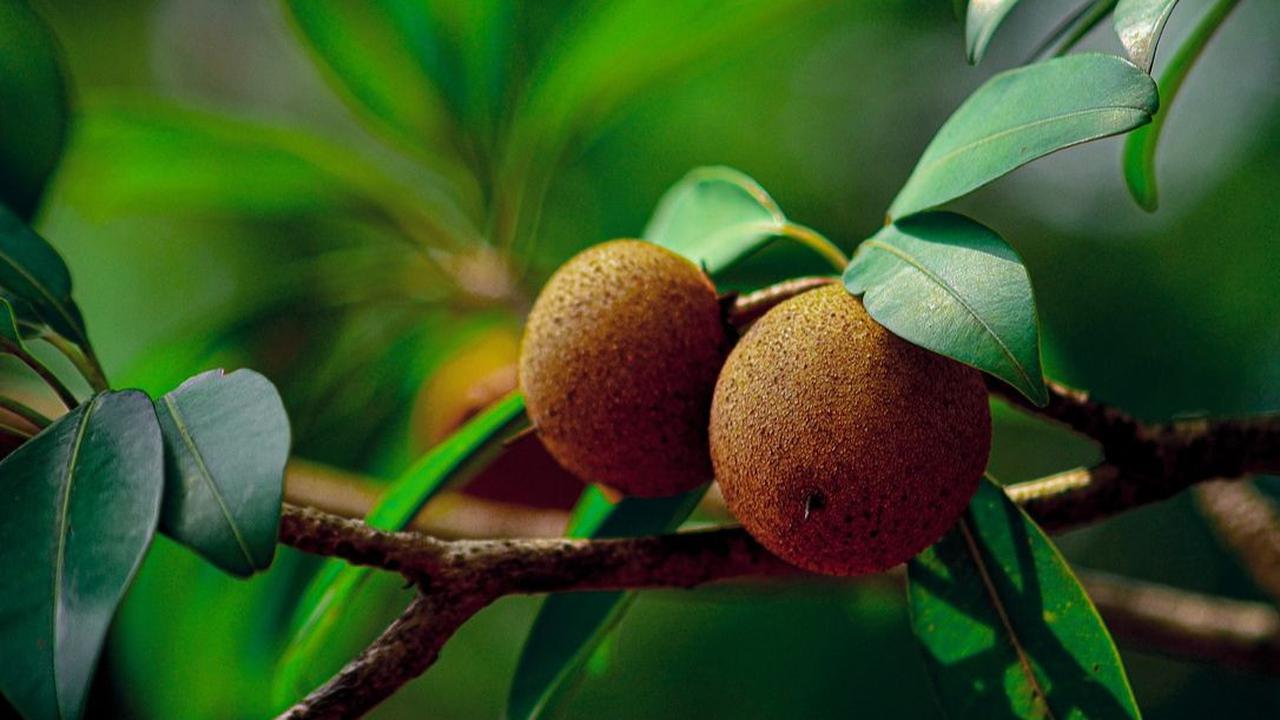 Efek Samping Konsumsi Buah Sawo