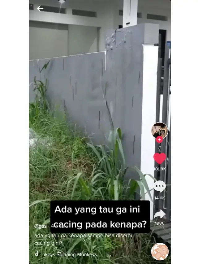 Viral Penampakan Puluhan Cacing Panjat Tembok Rumah, Bikin Merinding