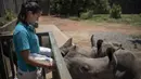 Penjaga Zanré Van Jaarsveld (26) memberi makan anak badak dengan susu di Panti Asuhan Badak di lokasi yang dirahasiakan dekat Mokopane, Provinsi Limpopo, Afrika Selatan, 9 Januari 2021. Pengasuh dan relawan tidur bersama badak-badak selama berbulan-bulan. (Michele Spatari/AFP)