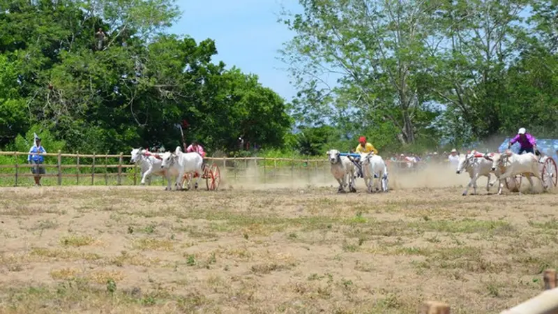 Karapan Sapi di Gorontalo