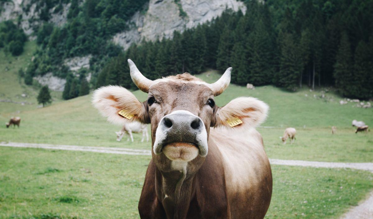 <b>Sapi</b><br>