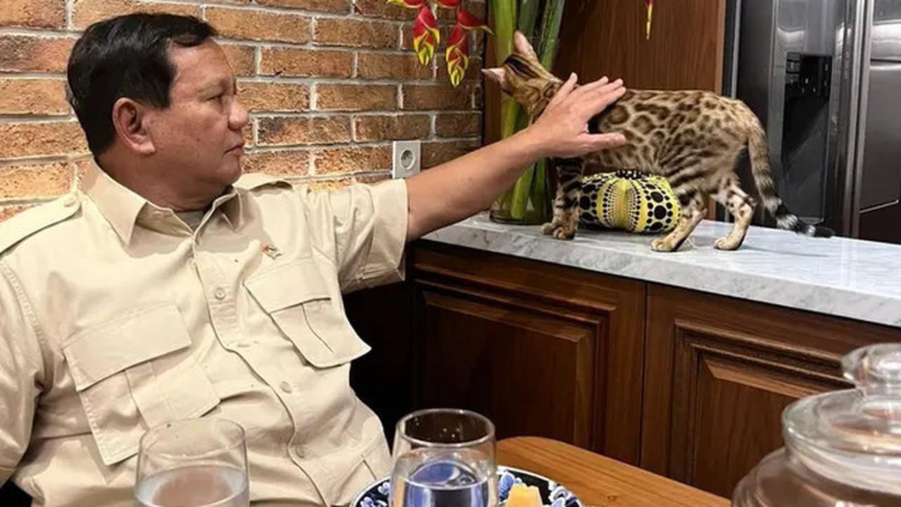 Foto Prabowo Gendong Kucing Bobby Kertanegara di Istana Disukai 2,3 Juta Orang, Rossa Sampai Gemas