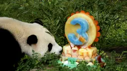 Staf perawatan hewan memberi Xiao Qi Ji kue buah-buahan ramah panda khusus yang dibuat oleh ahli gizi kebun binatang di pagi hari.  (AFP/Stefani Reynolds)