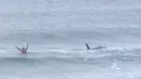 Pada potongan video memperlihatkan paus pembunuh (orca) melewati peselancar Afsel, Shanon Ainsle di tengah kejuaraan selancar di Unstad, Norwegia, Sabtu (23/9). Paus pembunuh itu berenang dekat para peselancar beraktivitas. (HO/LOFOTEN MASTERS 2017/AFP)