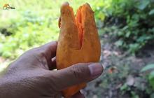 Harganya Mahal dan Segudang Manfaat Untuk Kesehatan, Buah Ini di Kampung Malah Dibuang