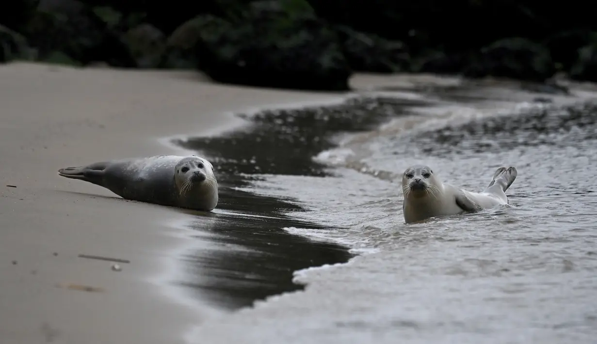 Anjing laut beristirahat di pantai di Ostend tempat sukarelawan dari Tim Anjing Laut Utara melindungi mereka pada 8 Mei 2023. (John THYS / AFP)