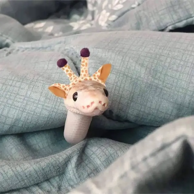 6 Potret Ular Pakai Topi Ini Terlihat Gemas, Meski Lucu Tetap Bikin Deg-degan