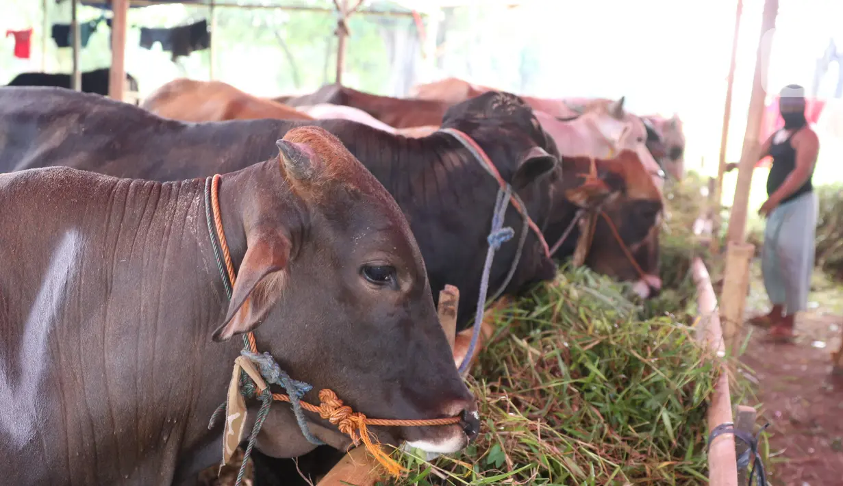 Pedagang memberikan pakan kepada hewan kurban yang akan di jual di Tangerang, Selasa (21/7/2020). Jelang Idul Adha 1441 H penjualan hewan kurban mulai bermunculan dan mulai banyak pesanan. (Liputan6.com/Angga Yuniar)