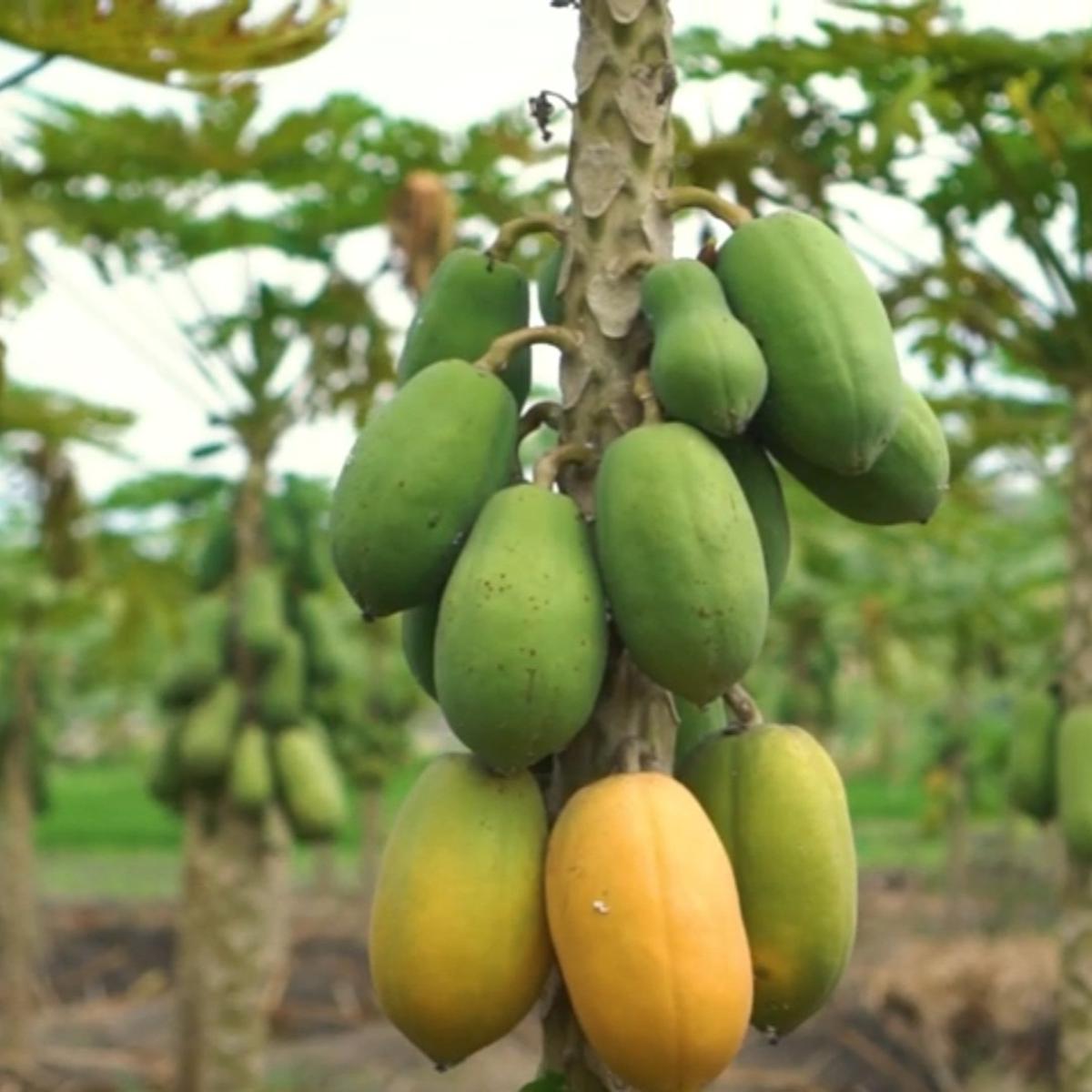Pepaya California