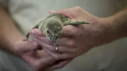 Petugas menggendong bayi penguin Humboldt yang berumur satu bulan di Kebun Binatang di Praha (11/11/2019). Bayi penguin ini telah diperlihatkan kepada pengunjung di Kebun Binatang Praha di Republik Ceko. (AFP Photo/Michal Cizek)