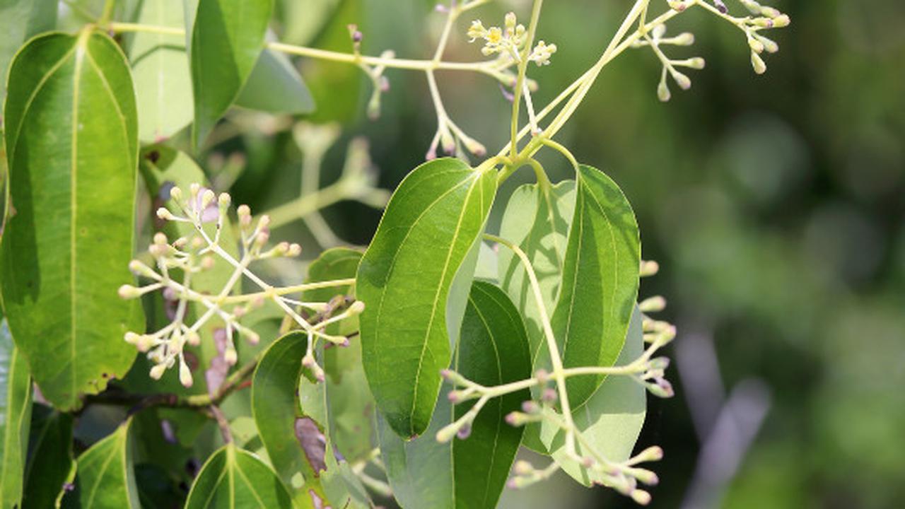 Pohon Kamper