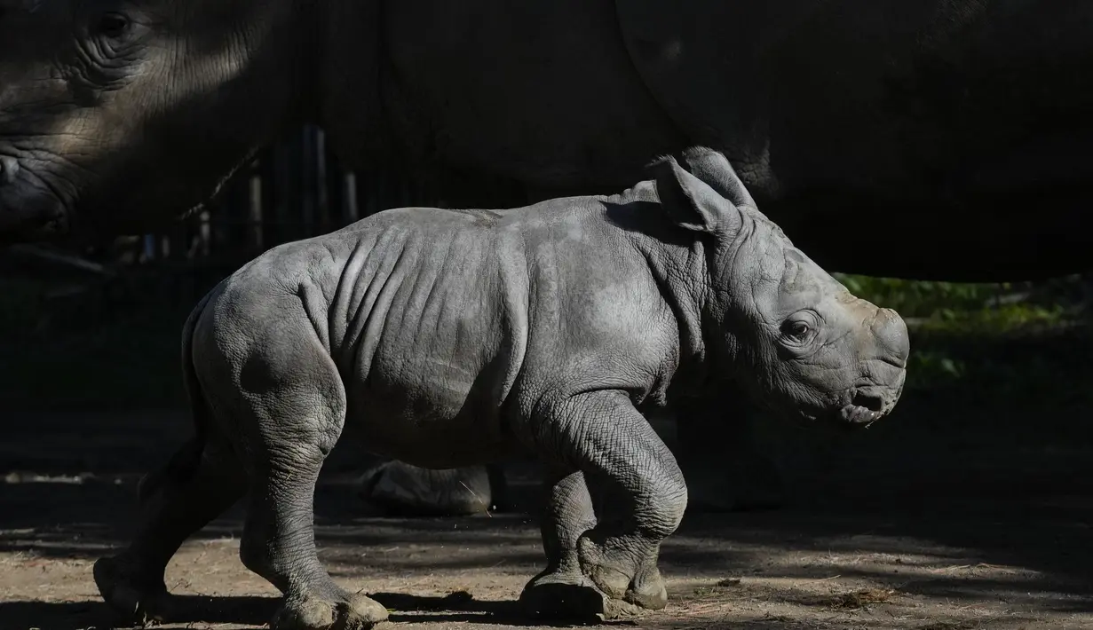 Kelahiran bayi badak tersebut merupakan yang ketiga dari spesies yang terancam punah ini yang lahir di Buin. (AP Photo/Esteban Felix)