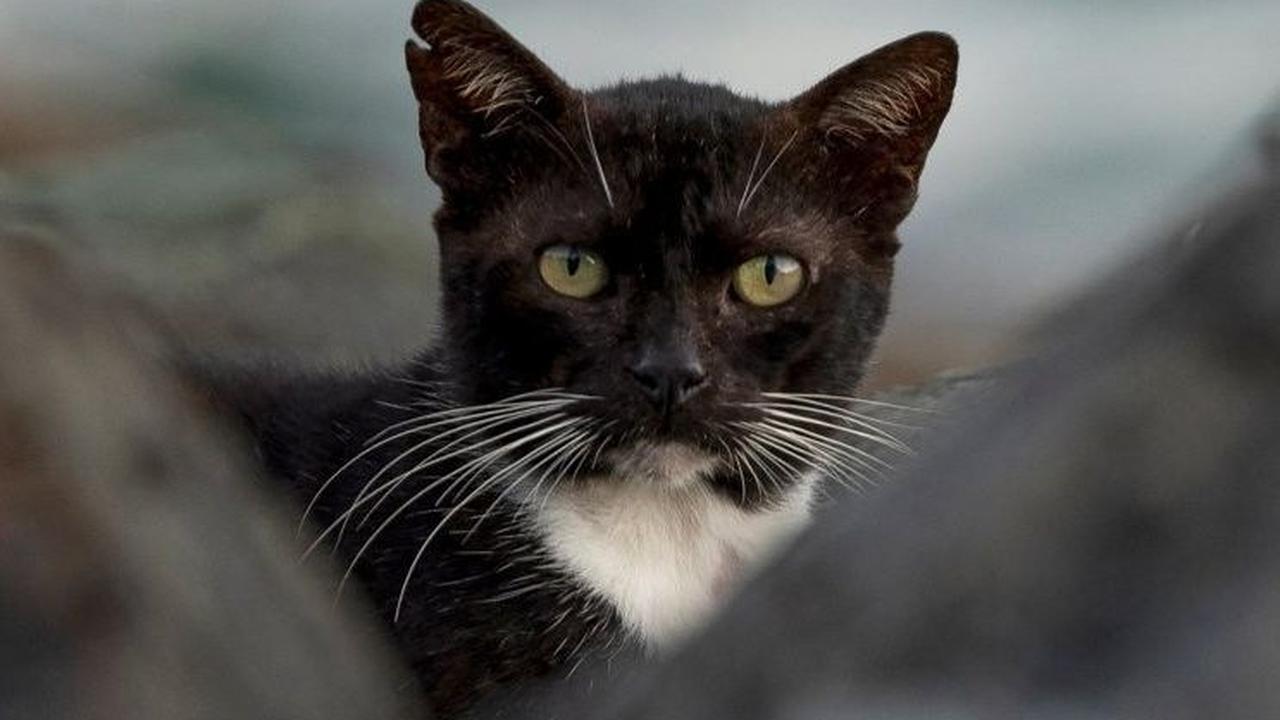 Sebagai informasi, Alley Cat Allies adalah organisasi nirlaba yang mengadvokasi reformasi kebijakan dan institusi publik sehubungan dengan perlakuan manusiawi terhadap semua kucing.&nbsp;Foto: RICARDO ARDUENGO / AFP<br>
