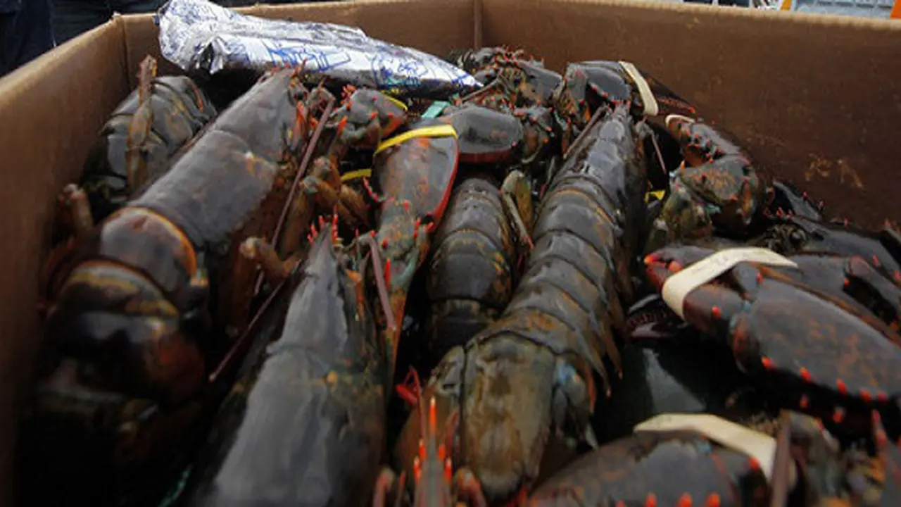 Lobster