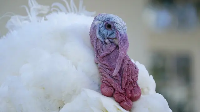 FOTO: Donald Trump Ampuni Seekor Kalkun dalam Tradisi Thanksgiving