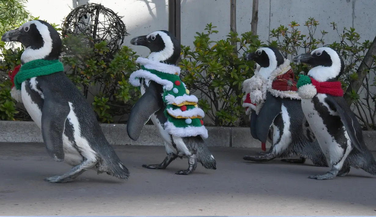 Penguin Afrika melakukan parade untuk menyambut Natal di taman rekreasi Hakkeijima Sea Paradise, Tokyo, 5 Desember 2017. Ada beberapa penguin yang menggunakan baju santa, ada pula yang menggunakan kostum layaknya pohon Natal. (Toru YAMANAKA/AFP)