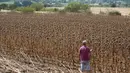 Petani memeriksa ladang bunga matahari di Provinsi Edirne, Turki, 26 Agustus 2020. Sedat Kacar, petani Turki yang memiliki dua ladang, menyatakan kesedihannya karena hasil panen diperkirakan menurun akibat cuaca ekstrem, di saat perekonomian negara juga terpukul oleh pandemi. (Xinhua/Osman Orsal)