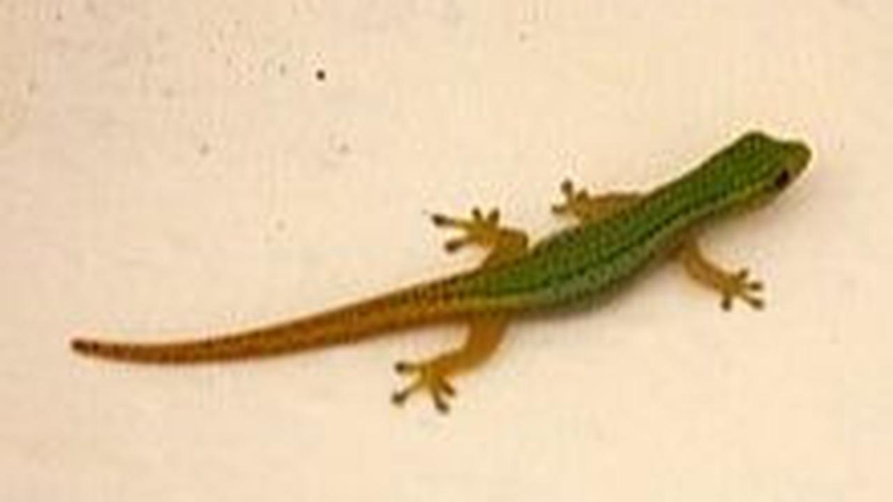 <b>Cameroon Dwarf Gecko (Lygodactylus conraui)</b><br>