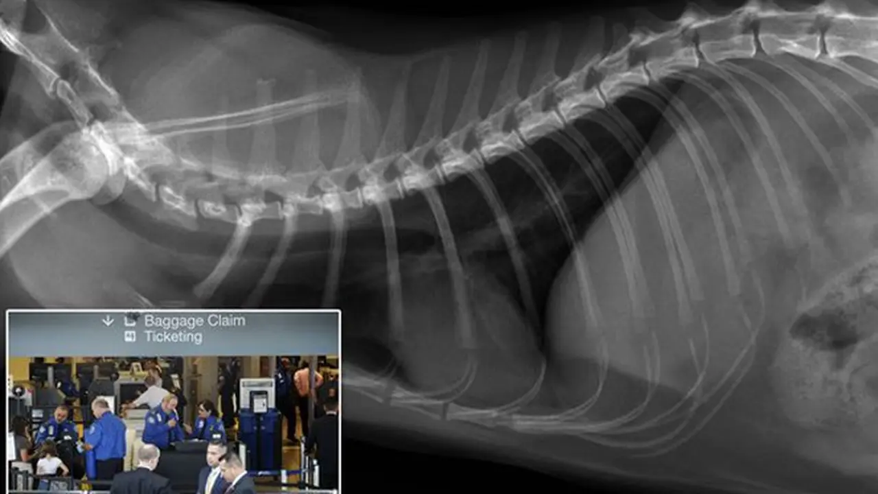 Penampakan Kucing di Mesin X-ray Bikin Geger Bandara LA