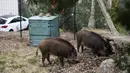 Dua ekor babi hutan memakan rumput di taman dekat dengan permukiman warga di Ajaccio, di pulau Mediterania Prancis, Corsica (18/4/2020). (AFP/Pascal Pochard-Casabianca)