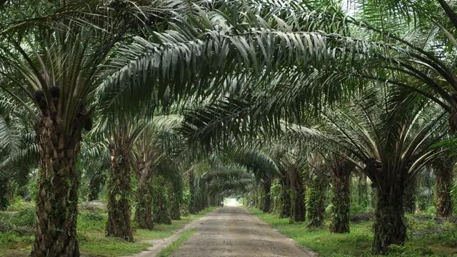 Kebun Bah Jambi