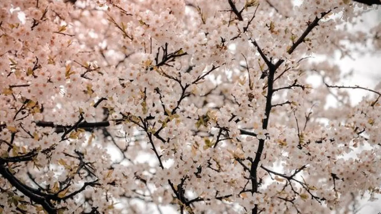 Wisata melihat bunga sakura