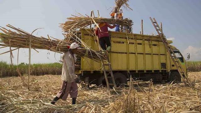 Ilustrasi Panen Tebu di Situbondo (Istimewa)