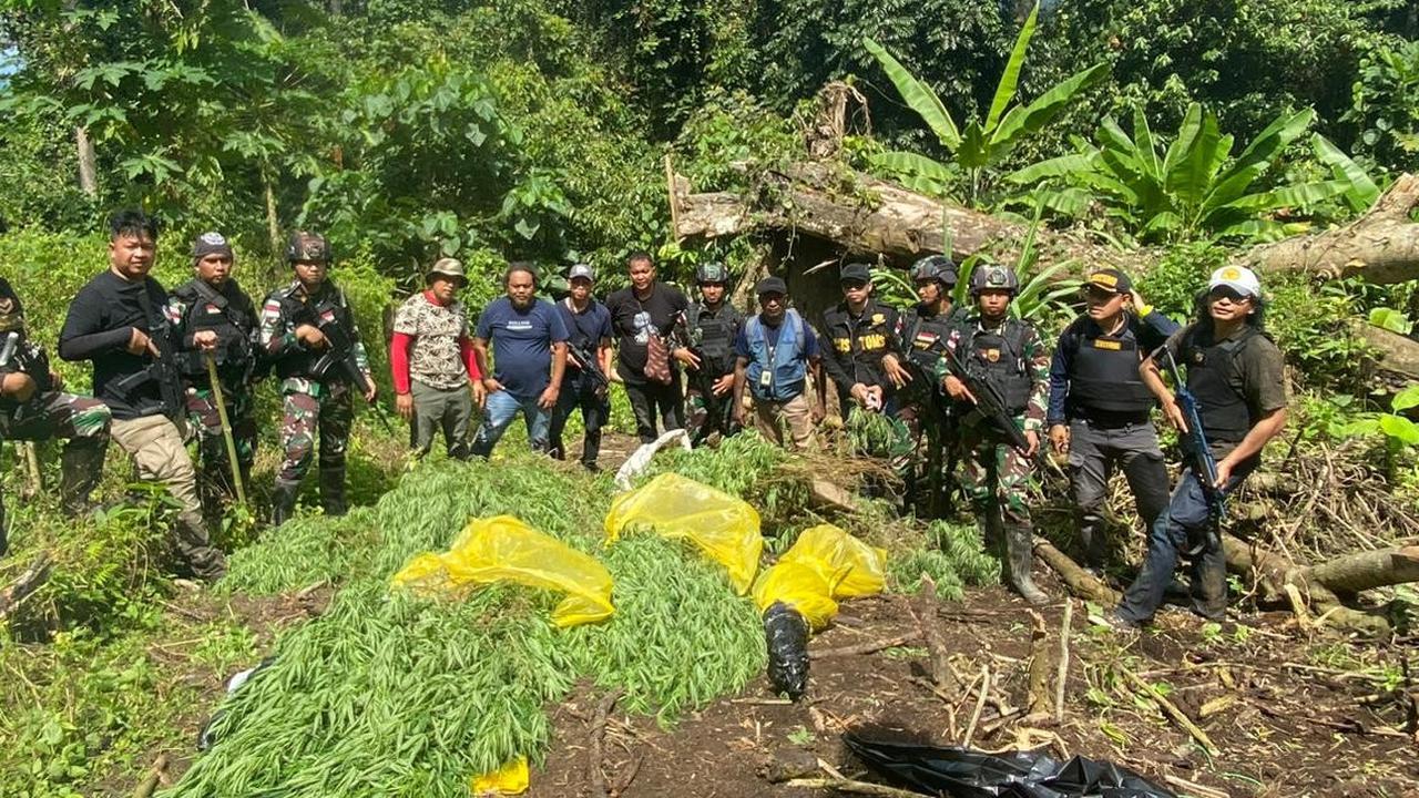 Satgas Yonif 122/TS Berhasil Amankan Lahan Ganja Seluas 600 Meter di Perbatasan RI-PNG
