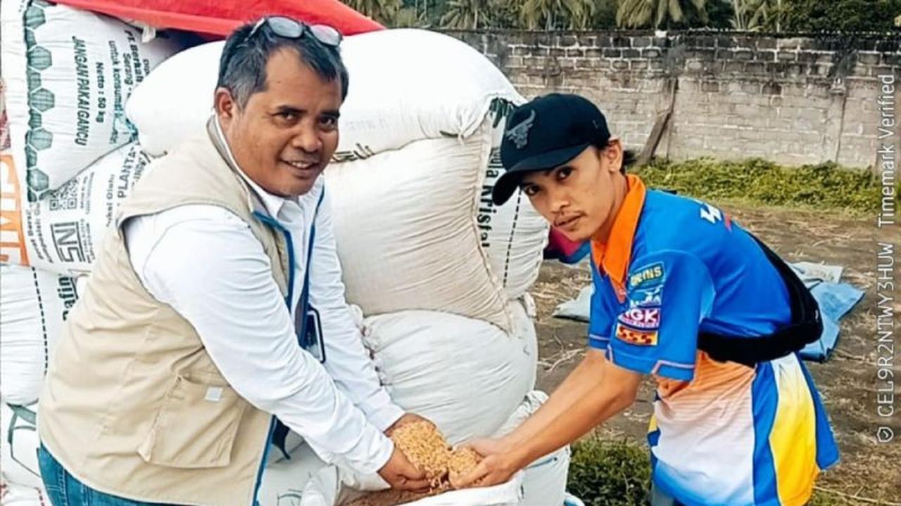 Bulog Rejang Lebong Serap 221 Ton Beras Petani, Jamin Stabilitas Harga dan Ketahanan Pangan Nasional