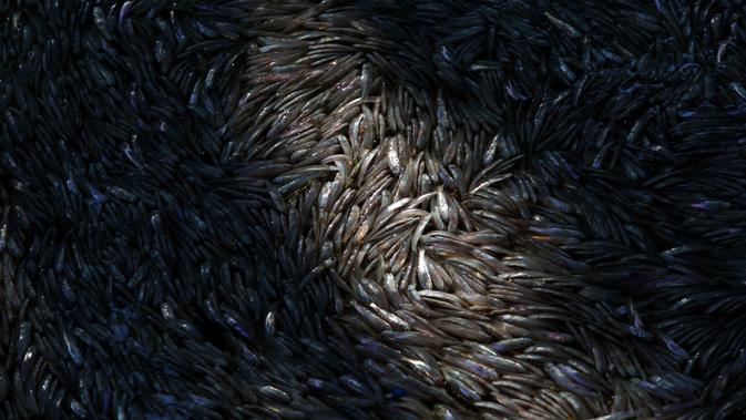 Ribuan ikan mati membusuk dan mengapung di Laguna Rodrigo de Freitas, Rio de Janeiro, Brasil, Jumat (21/12). Laguna itu menjadi tuan rumah bagi beberapa acara selama pertandingan Olimpiade 2016 dan merupakan daya tarik wisata. (AP/Silvia Izquierdo)