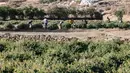 Pekerja di pertanian Bin Salman memetik mawar Damaskena (Damask) untuk menghasilkan air dan minyak mawar, di kota Taif, Saudi barat, pada 11 April 2021. Pada April, mawar dipanen untuk minyak esensial yang digunakan untuk membersihkan dinding luar Ka'bah yang suci. (AFP/Fayez Nureldine)