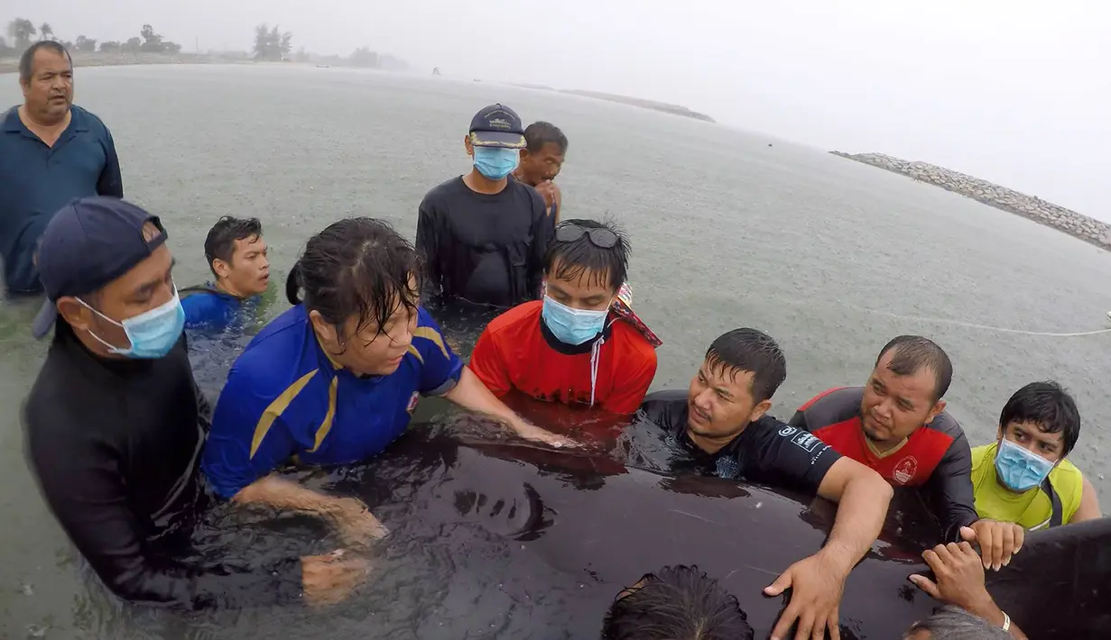Relawan ThaiWhales dan dokter hewan berupaya menyelamatkan paus pilot jantan yang dalam kondisi sakit di pesisir pantai di Songkhla, Thailand, Sabtu (2/6). Sejumlah dokter hewan mencoba menstabilkan kondisi paus namun tidak berhasil. (AFP/ThaiWales)