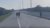 Viral Dua Sapi Berkeliaran di Tengah Jalan Tol Medan, Ini Penjelasan Jasa Marga