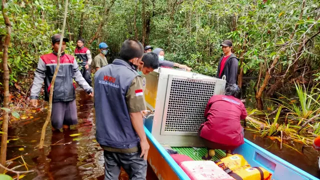 Dilema Boncel Si Orangutan, Korban Habitat yang Dibabat