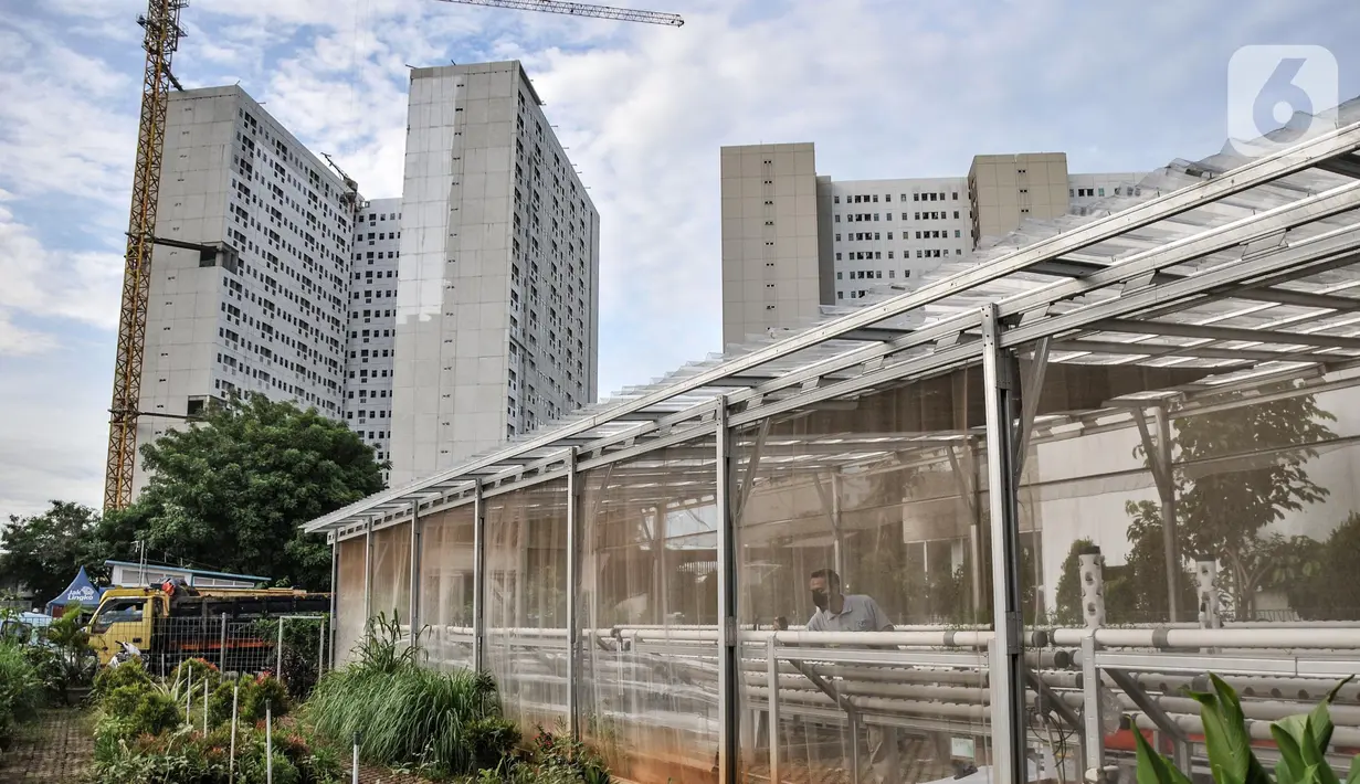 Warga saat melakukan perawatan sayur yang ditanam dengan sistem hidroponik di sebuah greenhouse atau rumah kaca di Rusun Menara Samawa, Pondok Kelapa, Jakarta Timur, Senin (14/2/2022). Greenhouse ini didirikan sebagai bentuk ketahanan pangan di masa pandemi. (merdeka.com/Iqbal S.Nugroho)