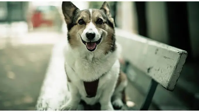 (c) hdwallpaperpicts.com