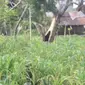 Tanaman jagung milik petani di wilayah Kecamatan Solor Barat, Kabupaten Flores Timur, NTT yang nampak menguning akibat terkena abu vulkanik (Liputan6.com/Ola Keda)